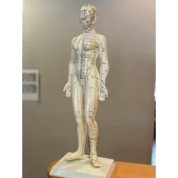 Modèle d'Acupuncture Féminin chinois/anglais