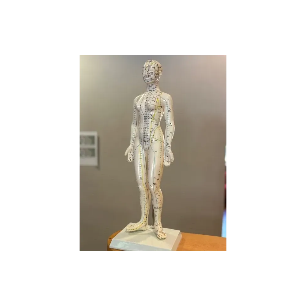 Acupuncture Model Female Chinese/English Acupuncture Model Female Chinese/English
