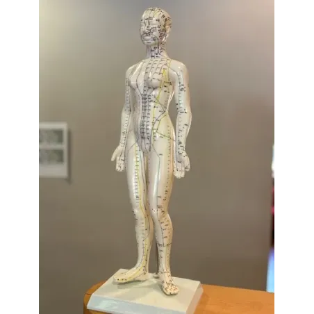 Modèle d'Acupuncture Féminin chinois/anglais