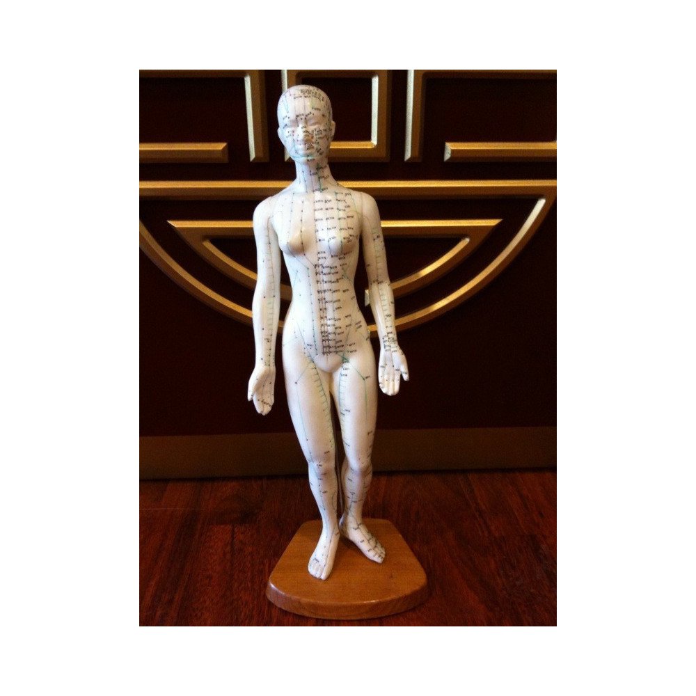 Acupuncture Model Female Chinese/English