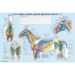 Trigger points du Cheval - set de 2 planches plastifiées 