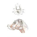 Acupuncture Points and Meridians in the Dog (7 Charts)