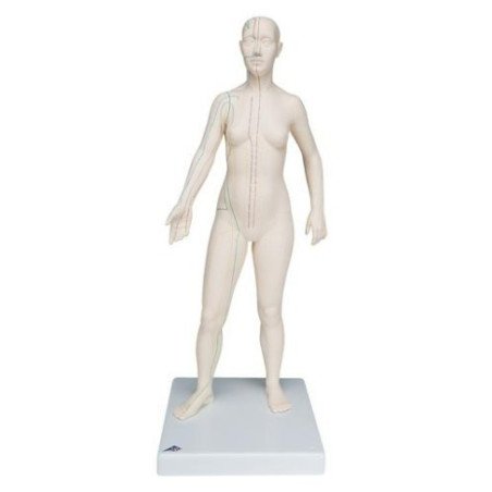 Modèle d'acupuncture FEMME 72 cm