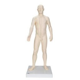 Modèle d'acupuncture masculin 71 cm