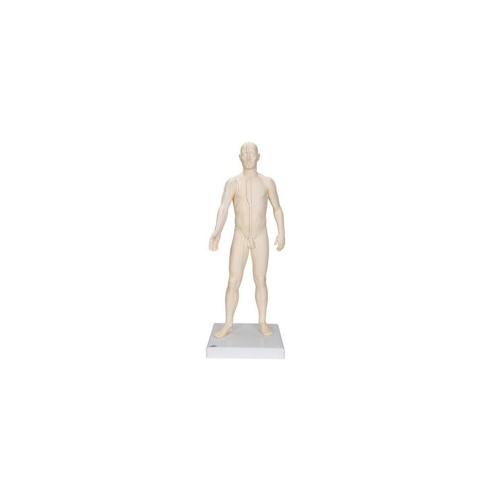 Modèle d'acupuncture masculin 71 cm