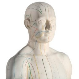 Modèle d'acupuncture masculin 71 cm