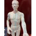 Acupuncture Model Male Chinese/English