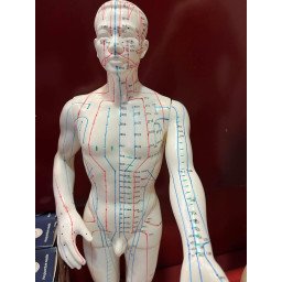 Mannelijk Acupunctuur Model Chinees/Engels