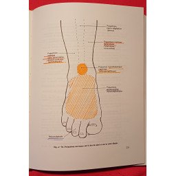 Podo-réflexo cinésiologie
