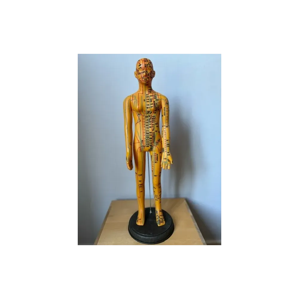 Female acupuncture Model - Chinese Female acupuncture Model - Chinese