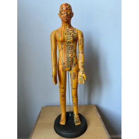 Modèle d'Acupuncture Féminin (nomenclature chinoise)