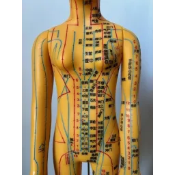 Modèle d'Acupuncture Féminin (nomenclature chinoise)