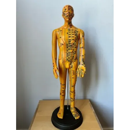 Modèle d'Acupuncture Masculin (nomenclature chinoise)