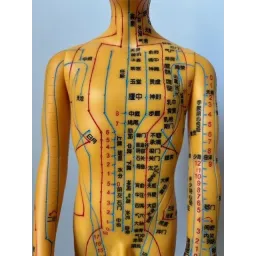 Modèle d'Acupuncture Masculin (nomenclature chinoise)